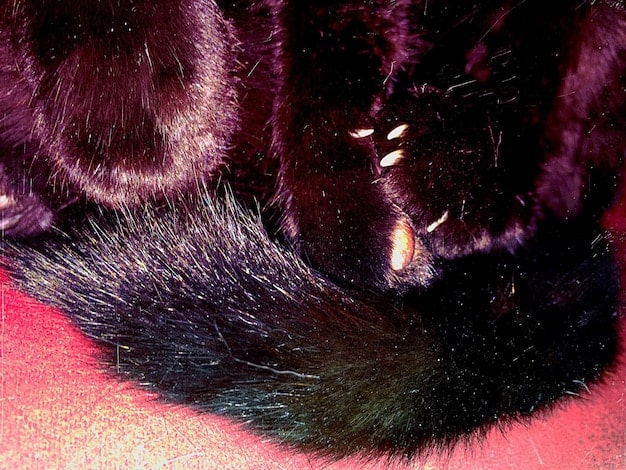A close-up shot of a cat's fur showing dander particles, highlighting the primary allergen source. Sharp focus and high contrast convey the visibility of these allergens.