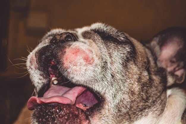 A close-up shot of a dog panting heavily, with its tongue lolling out and visible signs of distress. The dog's fur is wet, and its eyes appear wide and anxious.