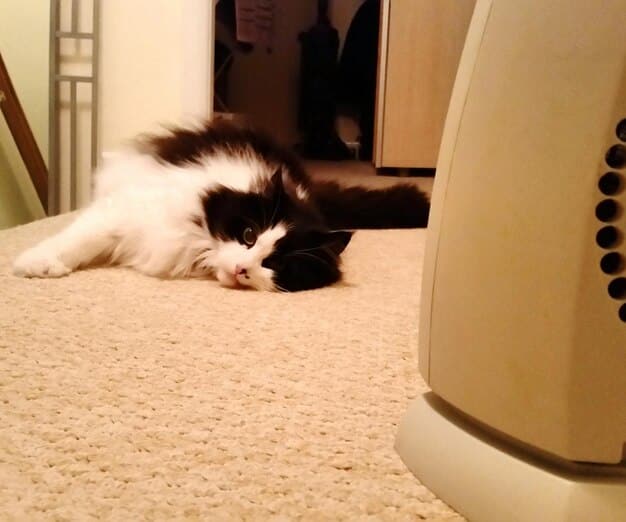 A cat lying comfortably on a cooling mat indoors, with a fan gently blowing air nearby. The room is well-lit and appears to be a comfortable temperature.