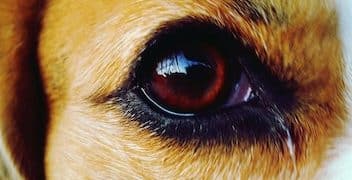 Recognizing Pain in Pets: Subtle Signs You Shouldn't Ignore - Cover Image