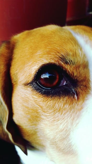 Recognizing Pain in Pets: Subtle Signs You Shouldn’t Ignore