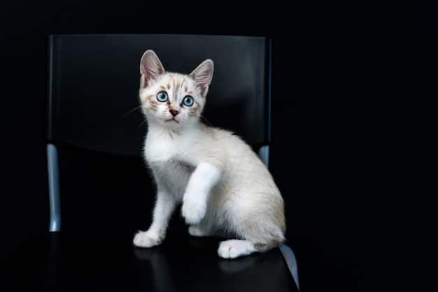 A small, white cat with bright blue eyes is sitting hunched in a corner, looking stressed. Its ears are slightly flattened, and its tail is tucked close to its body. The corner is dimly lit, amplifying the cat's appearance of discomfort.