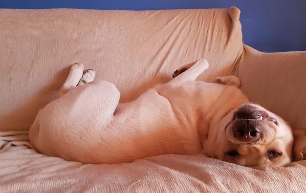 A medium-sized mixed-breed dog is lying on a soft bed, panting slightly. Its eyes are half-closed, and it has a tense expression. The dog's body language suggests discomfort and fatigue.