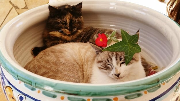 Two cats of different breeds share a water bowl, showcasing their relaxed and friendly behavior, likely influenced by a healthy gut.