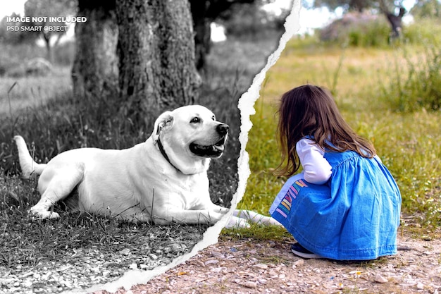 A split image showing a dog happily playing at a dog park on one side and a cat contentedly sitting by a sunny window on the other, illustrating different lifestyle risks for each animal.