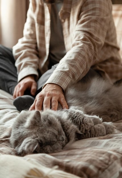 A close-up of a pet owner checking their cat's pulse. The cat is calmly lying on a soft blanket. The focus is on the owner's hand gently placed on the cat's chest.