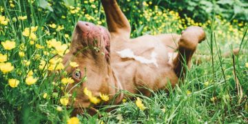 Natural Pet Remedies: Safe, Effective Alternatives for Common Ailments - Cover Image