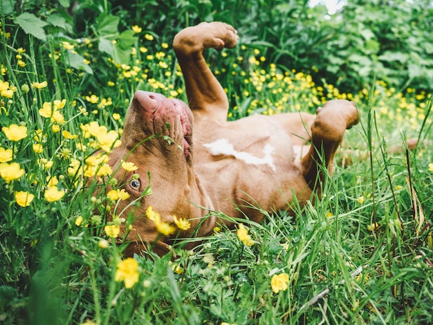 Natural Pet Remedies: Safe, Effective Alternatives for Common Ailments