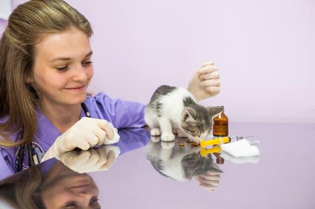 A veterinarian gently examining a cat, with bottles of herbal tinctures and supplements visible in the background, illustrating a natural approach to pet healthcare.