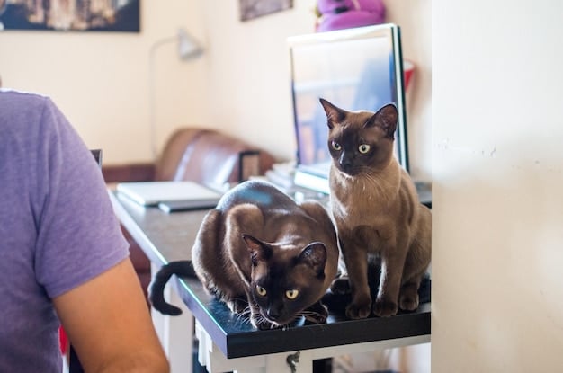 A veterinarian gently examines a cat on the examination table. The cat appears calm and comfortable. Medical tools are visible in the background.