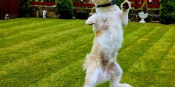 The Impact of Exercise on Pet Health: A Tailored Fitness Guide - Cover Image