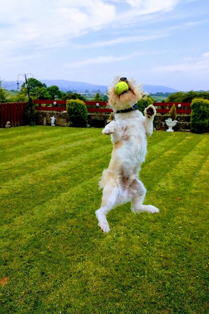 The Impact of Exercise on Pet Health: A Tailored Fitness Guide