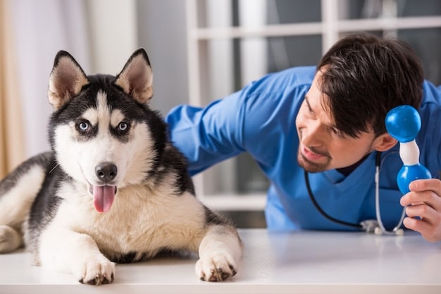 A veterinarian examining a dog's heart with a stethoscope, focusing on the vet's attentive expression and the dog's calm demeanor during the checkup.
