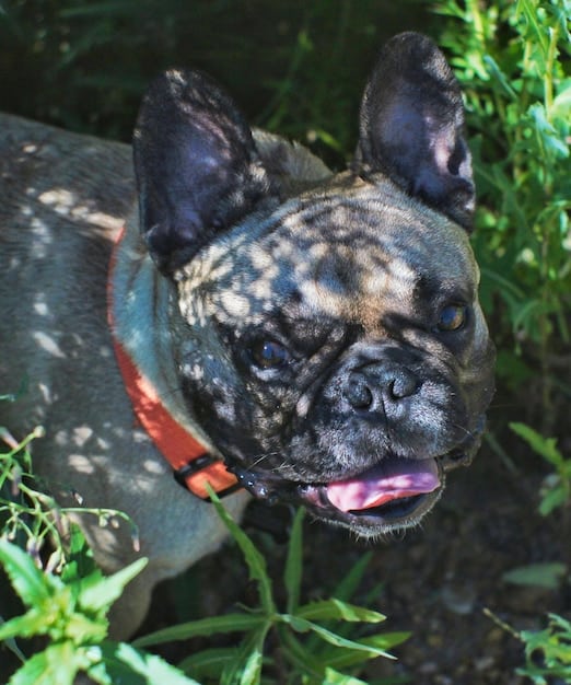 A close-up portrait of a French Bulldog with a brindle coat, showcasing its distinctive facial features, including its bat-like ears and wrinkled face. The dog is looking directly at the camera with a playful and curious expression.