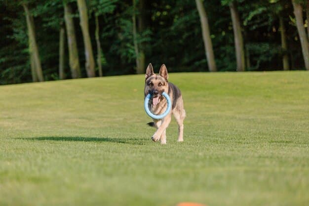 A German Shepherd in a park, mid-stride, catching a Frisbee. The dog is focused and athletic, showcasing its agility and intelligence. The background includes lush greenery and other people enjoying the park.