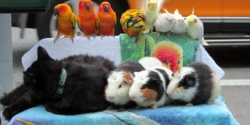 Animal Welfare Act 2025: What US Pet Owners Need to Know - Cover Image