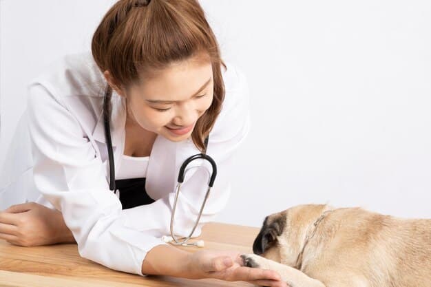A veterinarian gently examining a dog during a check-up. The dog appears calm and comfortable. Vet is using a stethoscope on the dog.