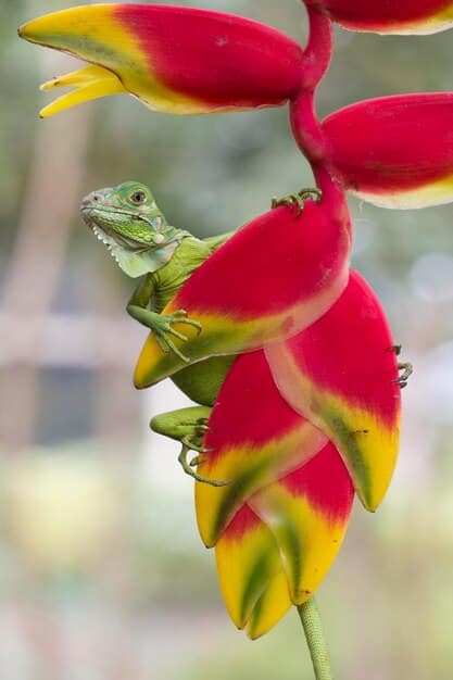 Exotic Pets in the US: Unveiling the Surprising Trends & Concerns