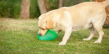 Sustainable Paws: Eco-Friendly Pet Products Demand Soars in the US - Cover Image
