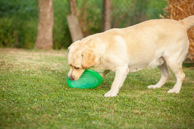 Sustainable Paws: Eco-Friendly Pet Products Demand Soars in the US