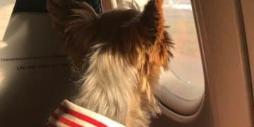 Pet Travel Boom 2025: Regulations & Tips for Furry Flyers - Cover Image