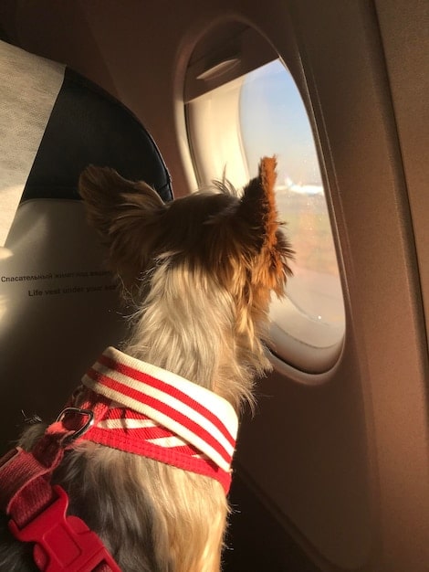 Pet Travel Boom 2025: Regulations & Tips for Furry Flyers