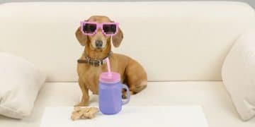Pet Influencers: How Social Media is Transforming the US Pet Industry - Cover Image