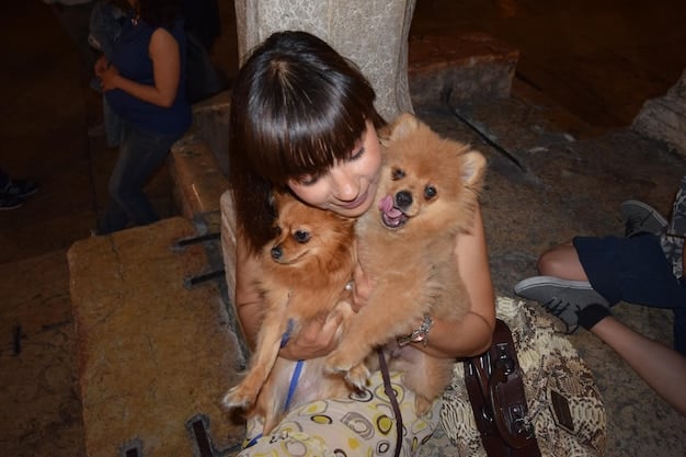 Pet Adoption Surge: Shelters Adapting to Meet 2025 Demand
