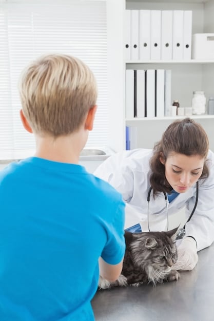 A veterinarian examining a cat on an examination table. The vet is using a stethoscope, and the cat appears calm and comfortable. The background is a well-equipped veterinary clinic.