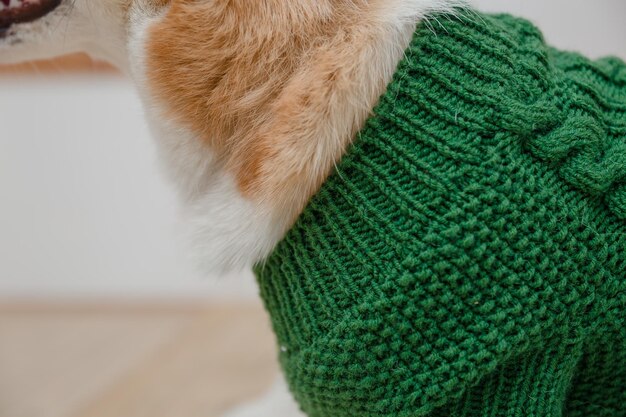 Time-Sensitive Alert: Winter Pet Health Hazards in the US