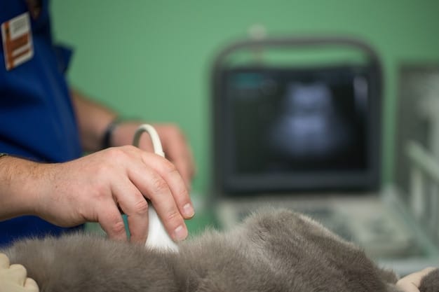 A veterinarian conducting an ultrasound on a cat, with a clear image of the cat's internal organs displayed on the screen, showing the precision of modern veterinary imaging.