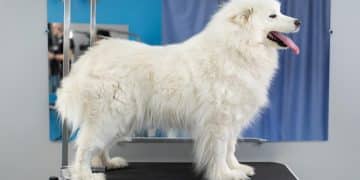 Unlock Exclusive Pet Grooming Discounts: Insider Tips - Cover Image
