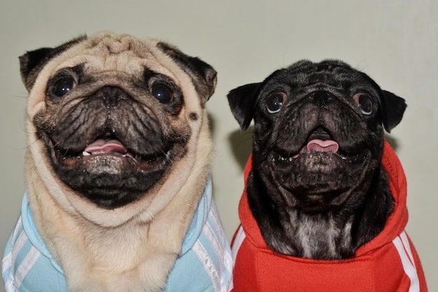 A split image showing two dogs. One dog is shaggy and ungroomed, looking unhappy, while the other dog is freshly groomed with a shiny coat and a playful expression.