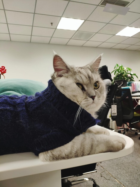 A tabby cat relaxing comfortably on a veterinarian's examination table. The cat appears calm and content while the veterinarian gently examines its ears, emphasizing trust and a positive experience during the check-up. The background is softly blurred, focusing attention on the cat and the vet.