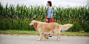Find Affordable Dog Walking Services Near You: A Complete Guide - Cover Image