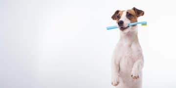 Pet Dental Cleaning Deals: Save Money & Protect Health - Cover Image
