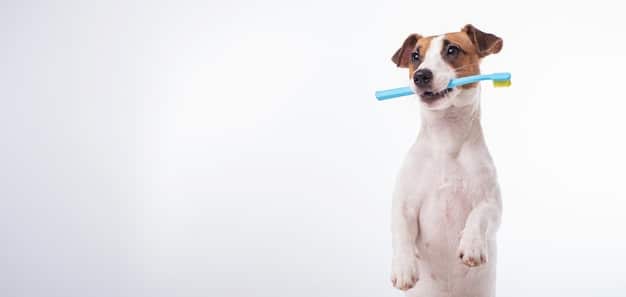 Pet Dental Cleaning Deals: Save Money & Protect Health
