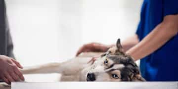 Emergency Vet Care Costs: Understanding and Finding Assistance Programs - Cover Image