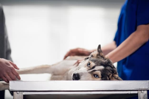 Emergency Vet Care Costs: Understanding and Finding Assistance Programs