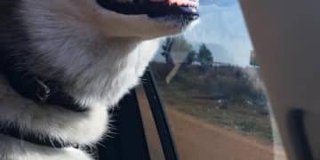 Pet Travel Deals: How to Save on Pet Flights, Hotels, & Activities - Cover Image
