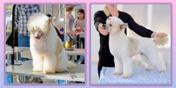 DIY vs. Professional Pet Grooming: Save Money and Keep Your Pet Happy - Cover Image