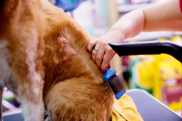 A professional pet groomer gently brushing a small, fluffy dog in a bright and clean grooming salon. Various grooming tools are visible in the background.