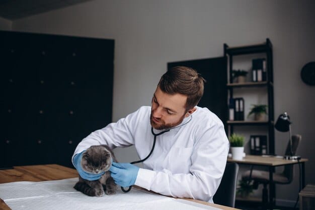 A veterinarian gently examines a kitten on an examination table. The vet is wearing a stethoscope and has a kind expression. The kitten appears calm and curious, looking directly at the veterinarian.