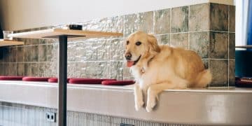 Maximize Your Pet's Health Savings Account: A Guide to Tax Benefits - Cover Image