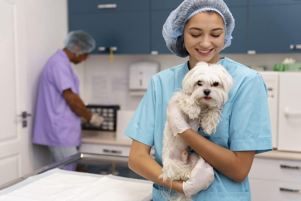 Stop Counter Surfing: Train Your Dog for Calm Kitchens