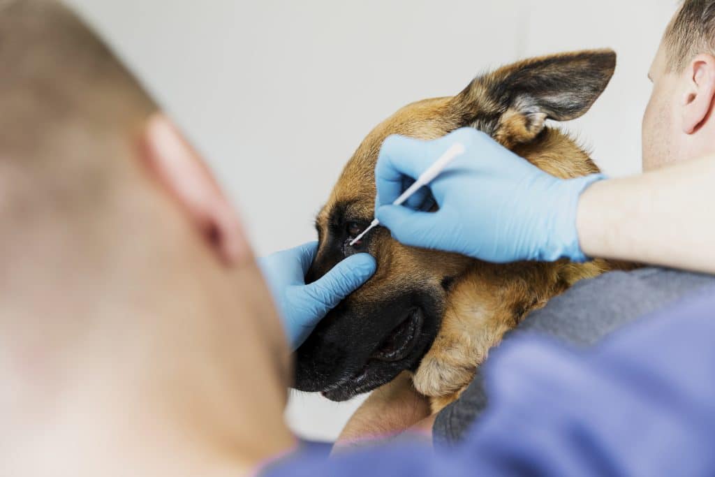 Lyme disease in pets
