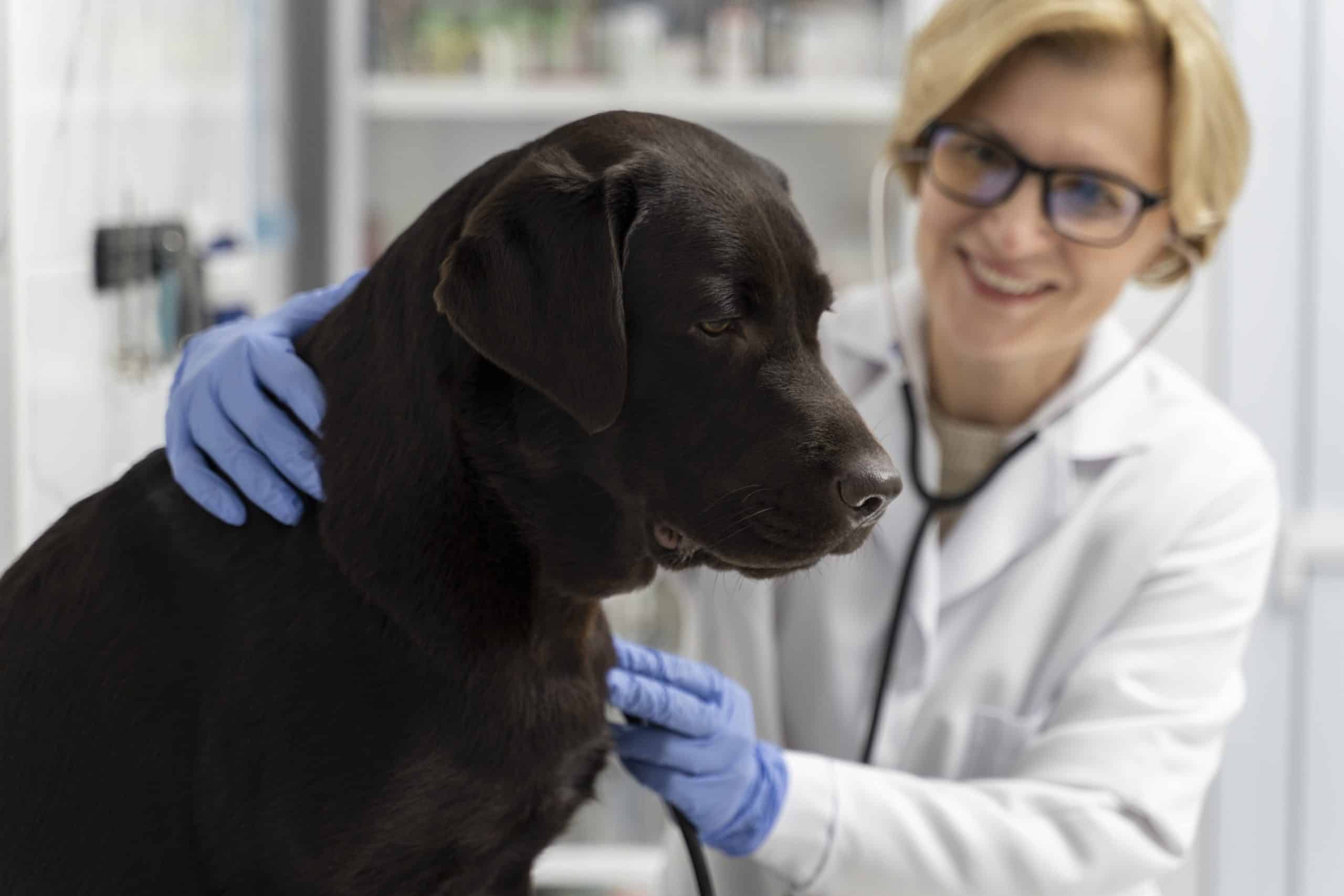 Canine cognitive decline
