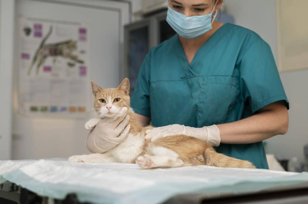 Lyme disease in pets: Vaccine updates and prevention
