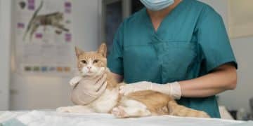 Lyme disease in pets