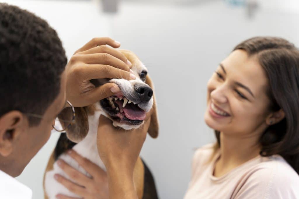 Dental health for dogs